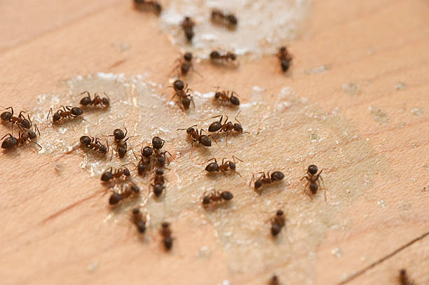 Best Bed Bug Extermination  in Byron, GA