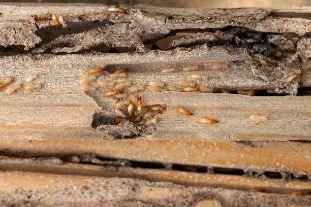 Best Rat Extermination Near Me  in Byron, GA